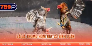 Đá Gà Thomo Hôm Nay Có Bình Luận – Chi Tiết Diễn Biến