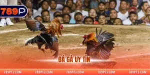 Đá Gà Uy Tín Tại 789P – Trận Đấu Chất Lượng, Hấp Dẫn