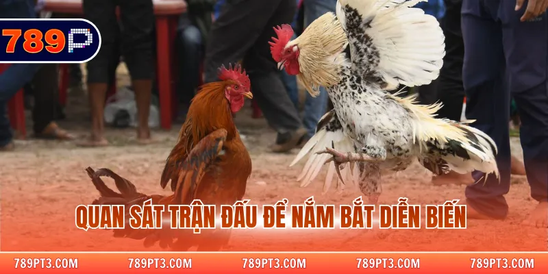 Quan sát trận đấu để nắm bắt diễn biến